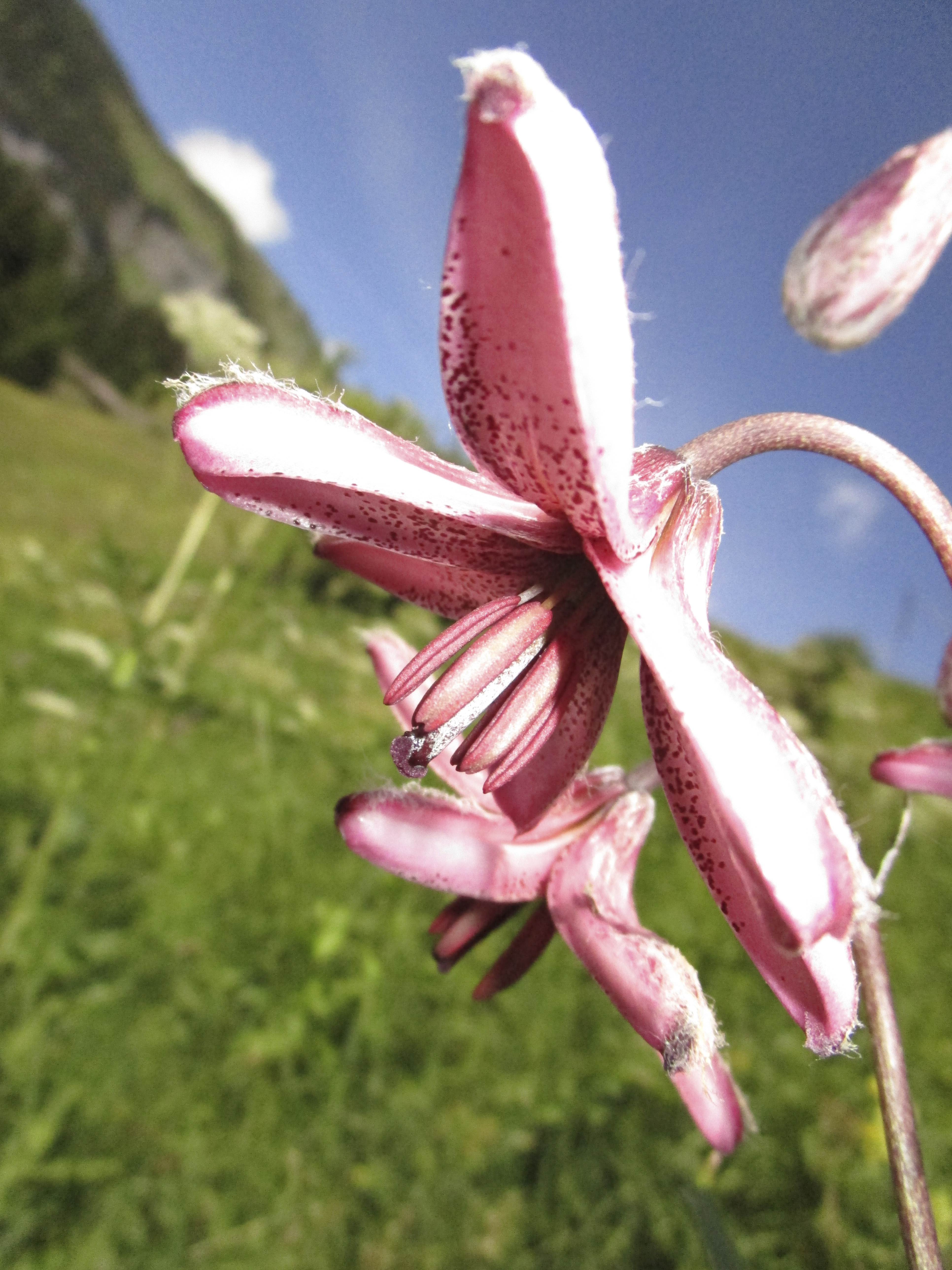 Flora: Türkenbundlilie